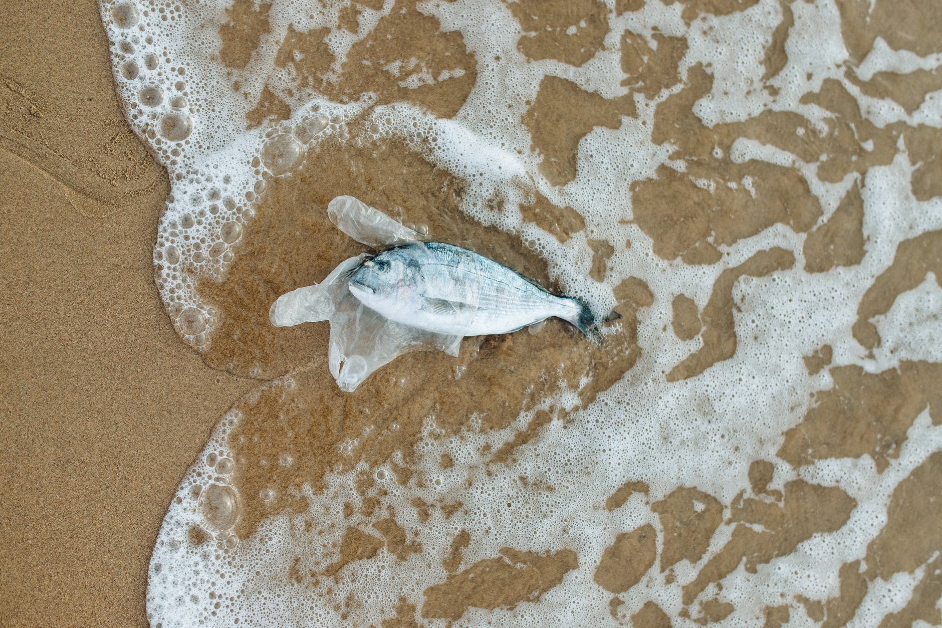 fish in a clear plastic by the seashore